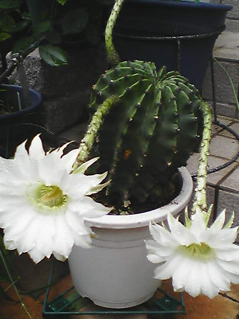 エキノプシス属 サボテン短毛丸 白い花が咲きました Grace 香りのバラ ムービーブログ日記
