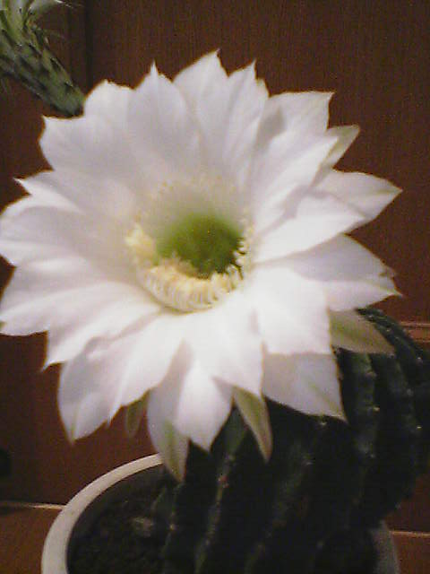 エキノプシス属 サボテン短毛丸 白い花が咲きました Grace 香りのバラ ムービーブログ日記